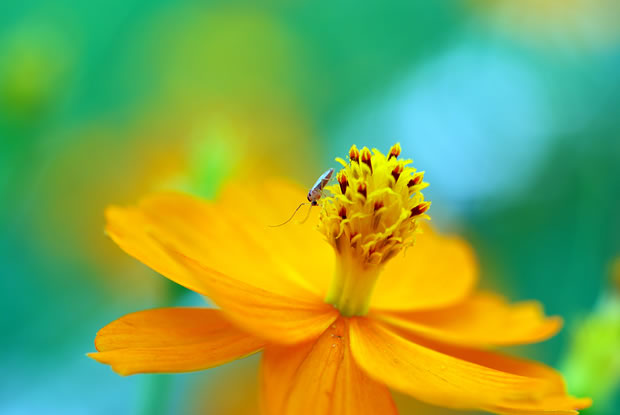 Tiny bug on flower